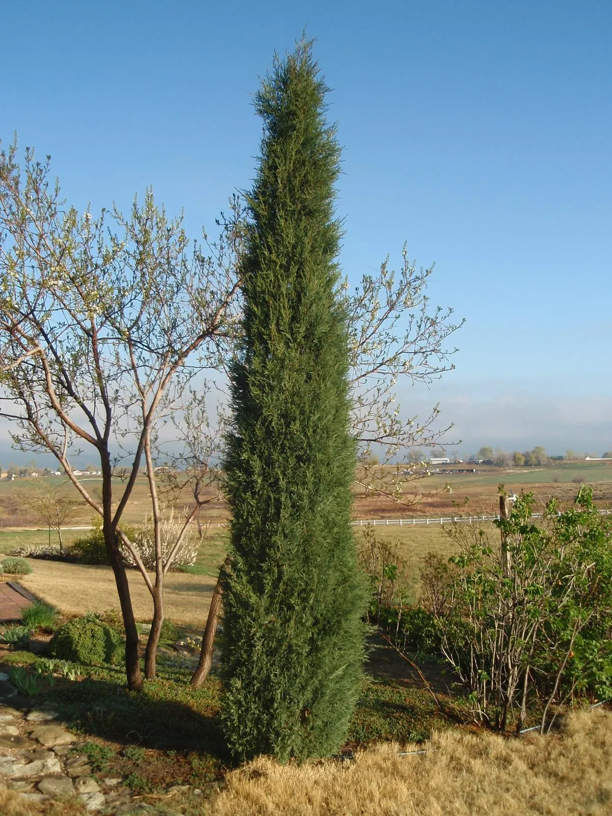 Woodward Columnar Juniper