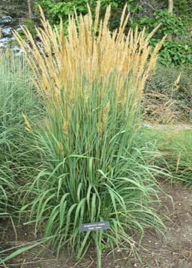 Yellow Indiangrass