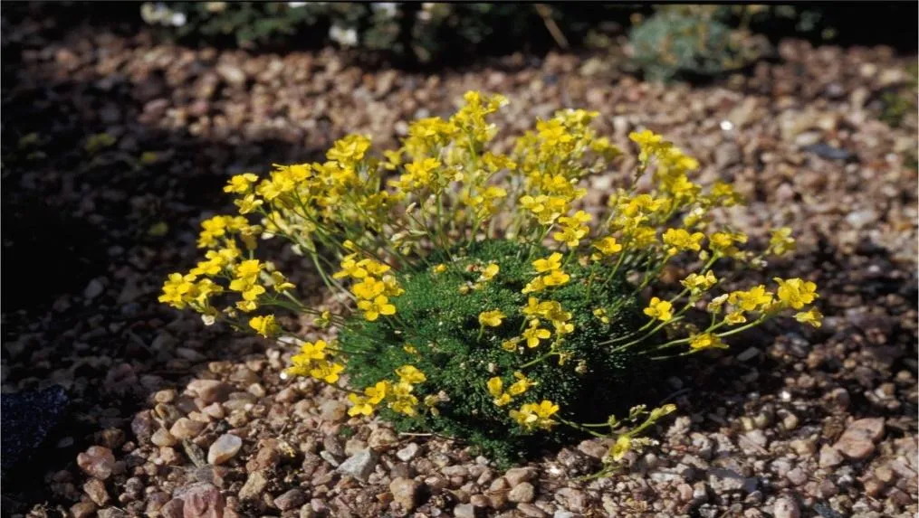 Yellow Stardust Draba