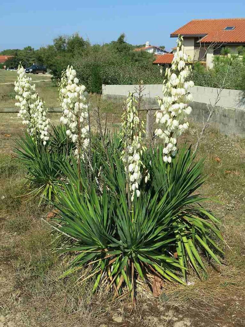 Adam’s-needle Yucca