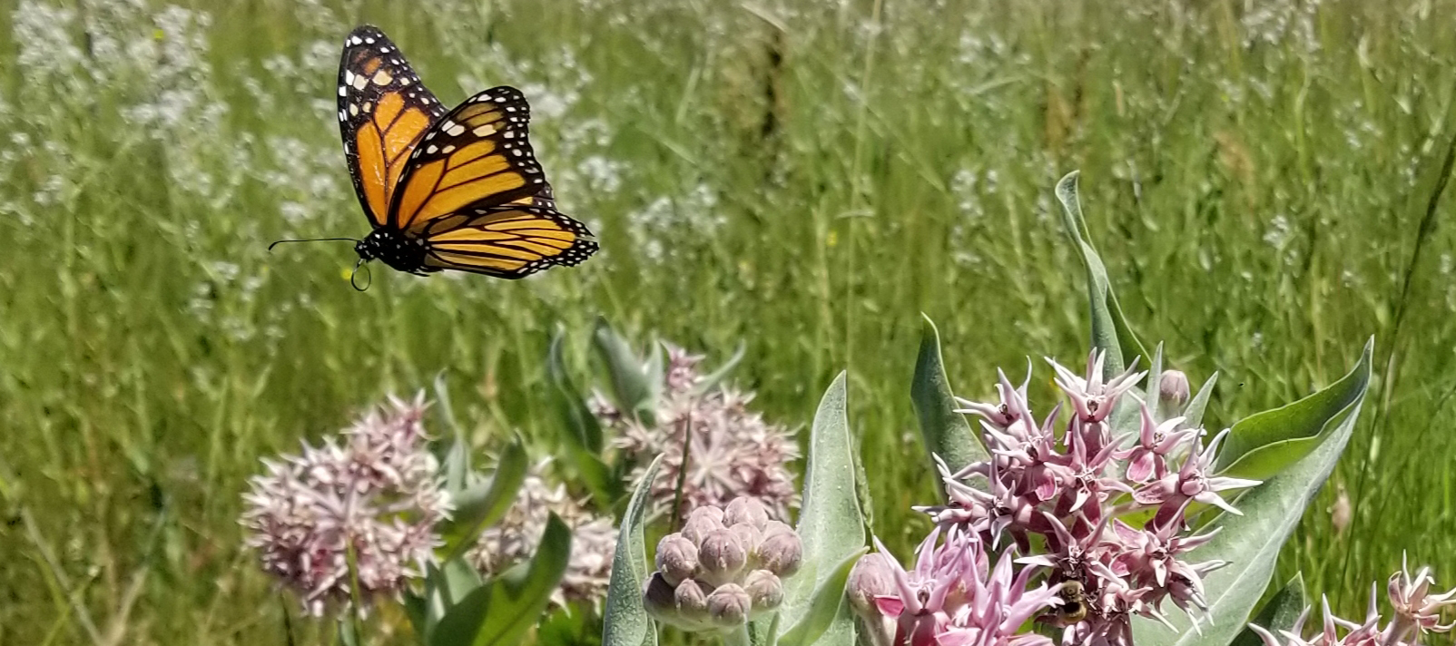 Native Plant Identification in Weed Control