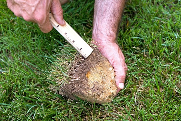 a person with a ruler showing how deep grass roots grow and how thatch develops.