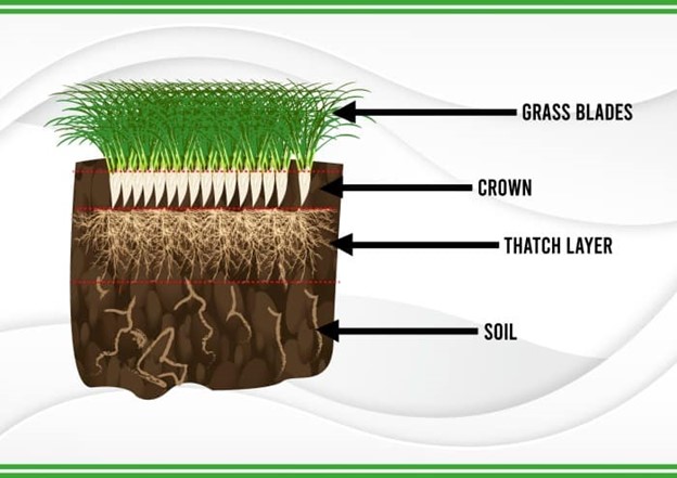 a diagram showing grass