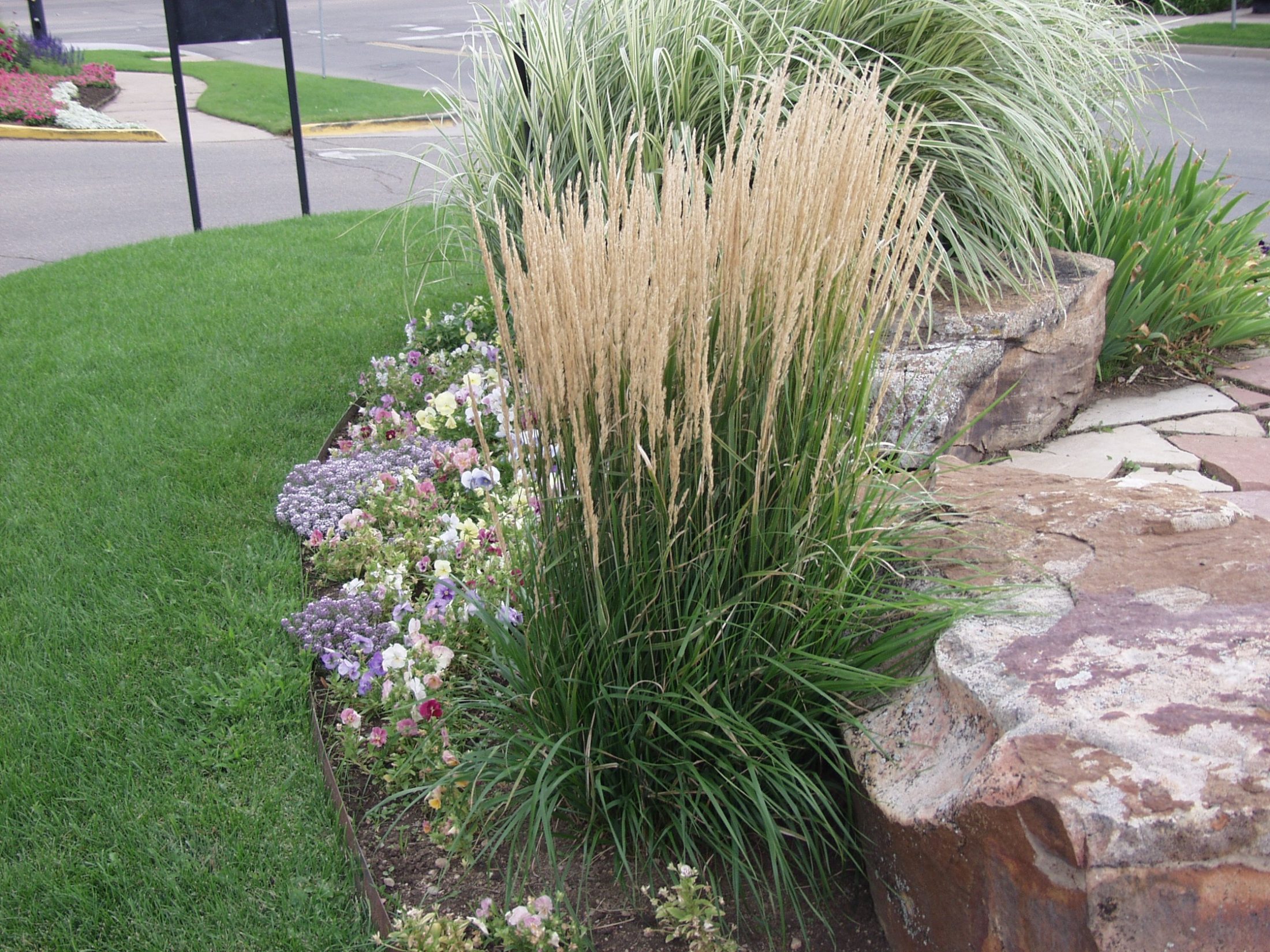 The Beauty and Benefits of Ornamental Grasses