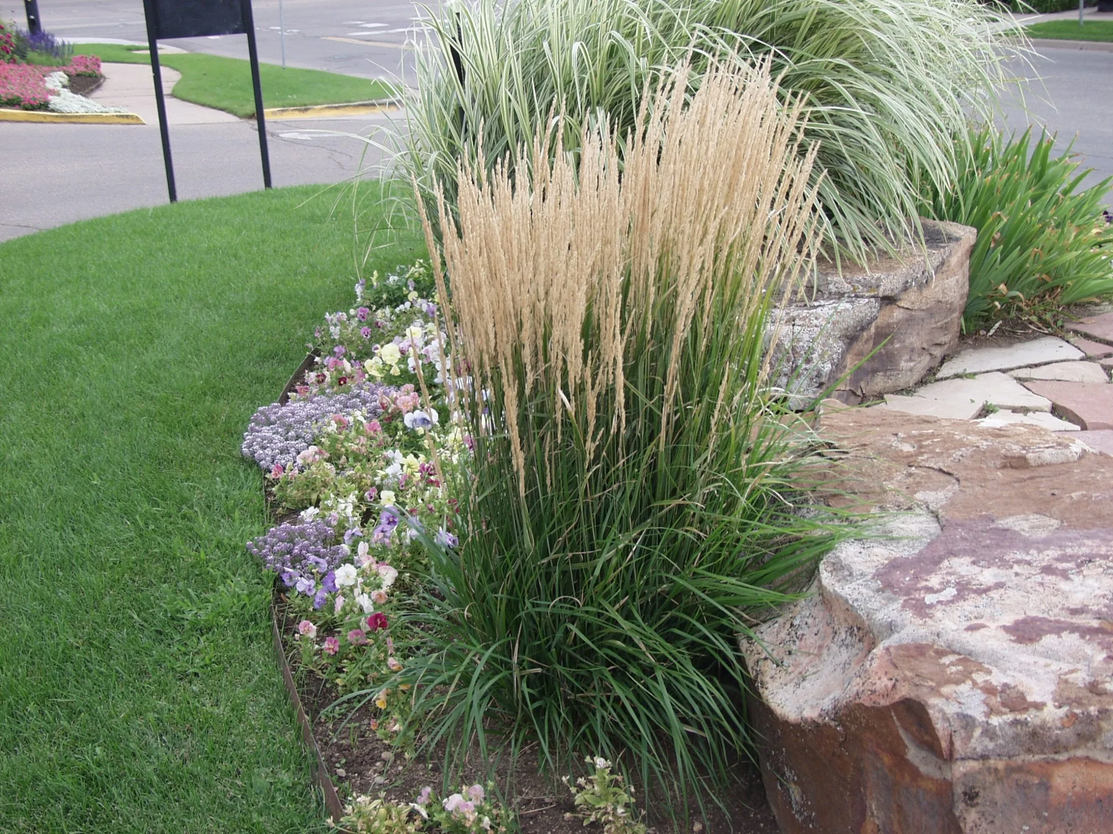 The Beauty and Benefits of Ornamental Grasses