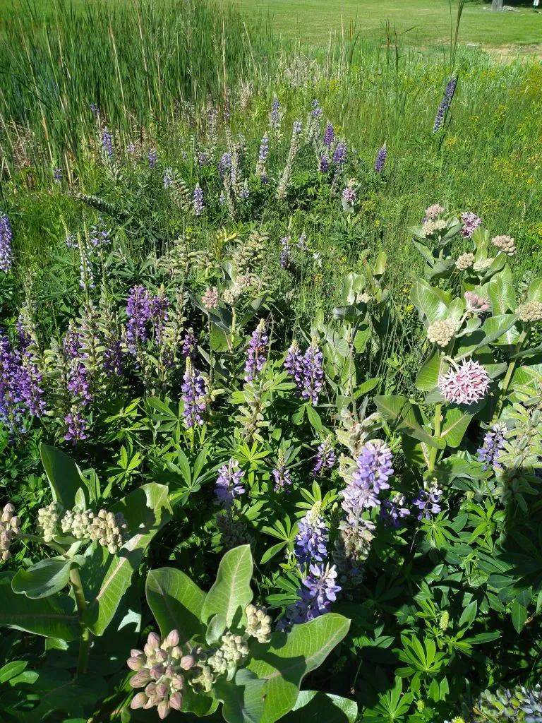 Identifying native plants in Colorado