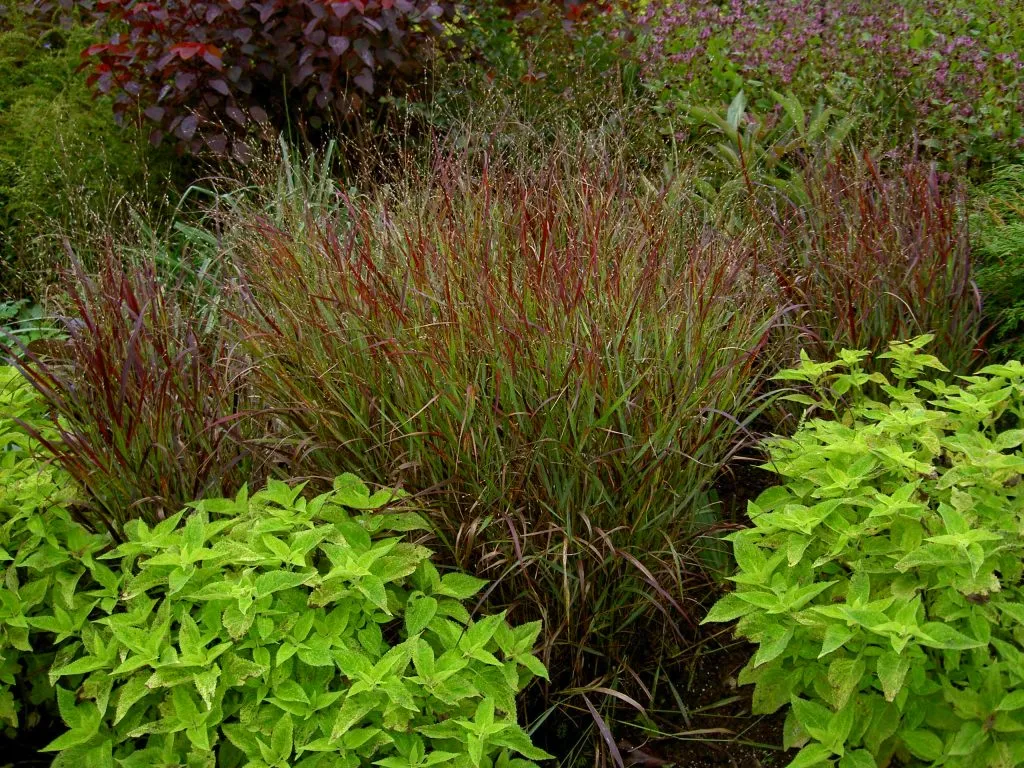 Shenandoah Switchgrass