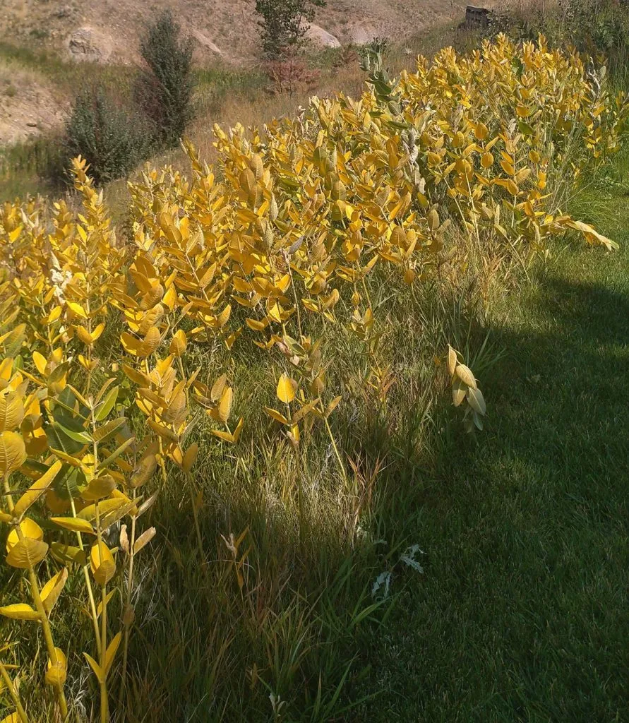 Identifying native plants in Colorado milkweed
