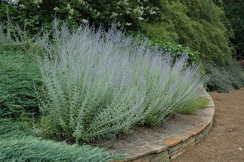 A Russian sage plant with tall, slender stems covered in small, aromatic, silvery-green leaves. Delicate spikes of lavender-blue flowers bloom along the stems, creating a soft, airy effect. The plant’s wispy texture and muted tones add a graceful, flowing movement to the landscape, especially when swaying in the breeze.