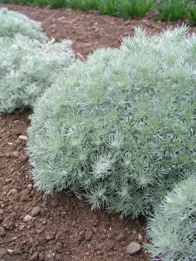 A bushy Artemisia plant with soft, silvery-gray, feathery foliage. Its finely textured leaves have a delicate, airy appearance, creating a wispy, flowing effect. The plant’s muted silver tones contrast beautifully with surrounding greenery, making it a standout in any landscape.