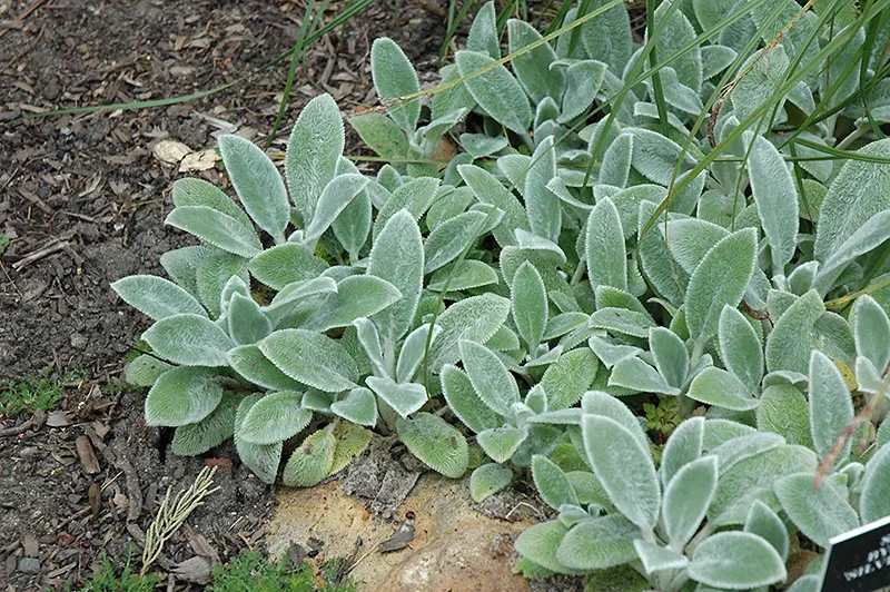 Lamb's Ear