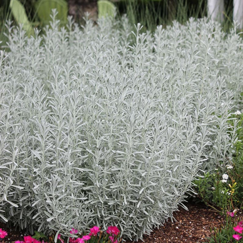 Silver Foliage is a Must-Have in 2025