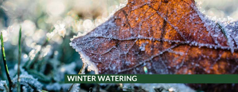 Property Manager Tip: Don’t Skip Winter Watering (Colorado)