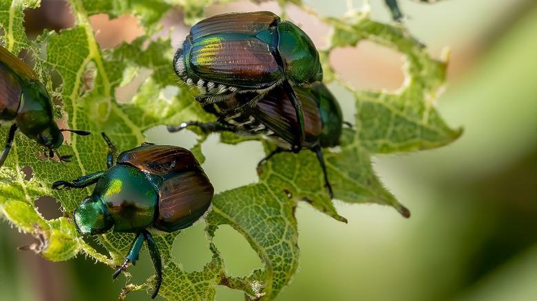 Spring Tiphia: A Natural Ally Against Japanese Beetles