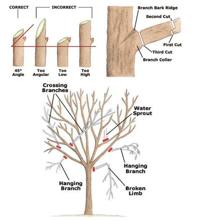 graphic of commercial tree pruning services