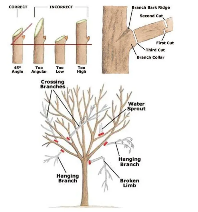 graphic of commercial tree pruning services