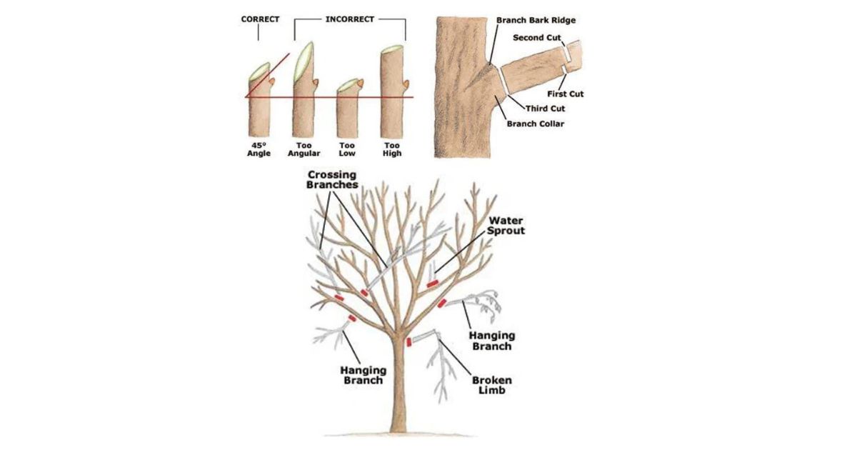 Commercial Tree Pruning Services for Healthy Colorado Landscapes