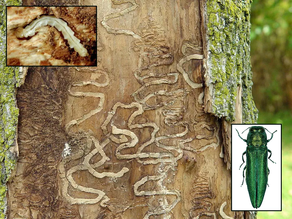 tree requiring emerald ash borer treatment