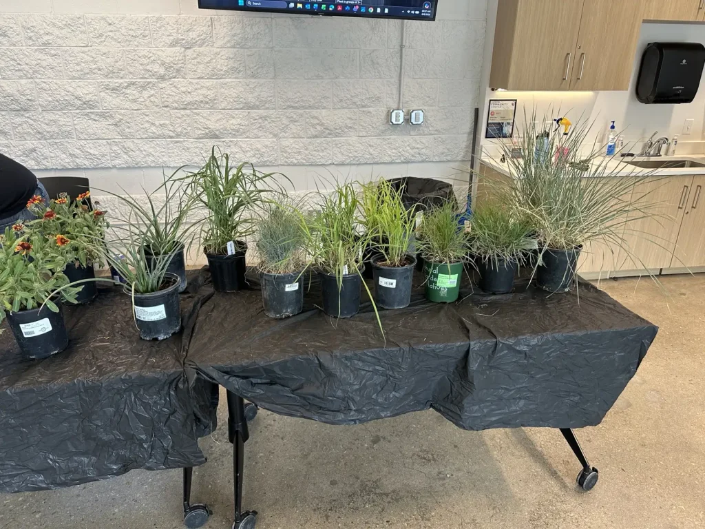 table with native plants