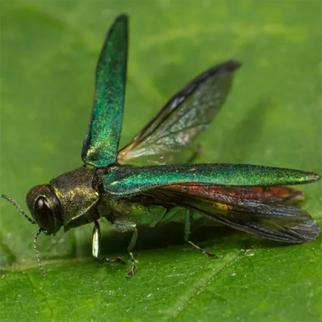 Emerald Ash Borer Treatments in Colorado