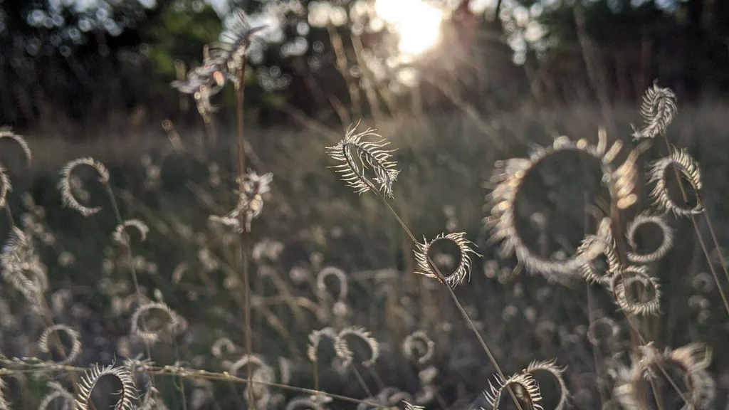 native plants needing commercial lawn care 