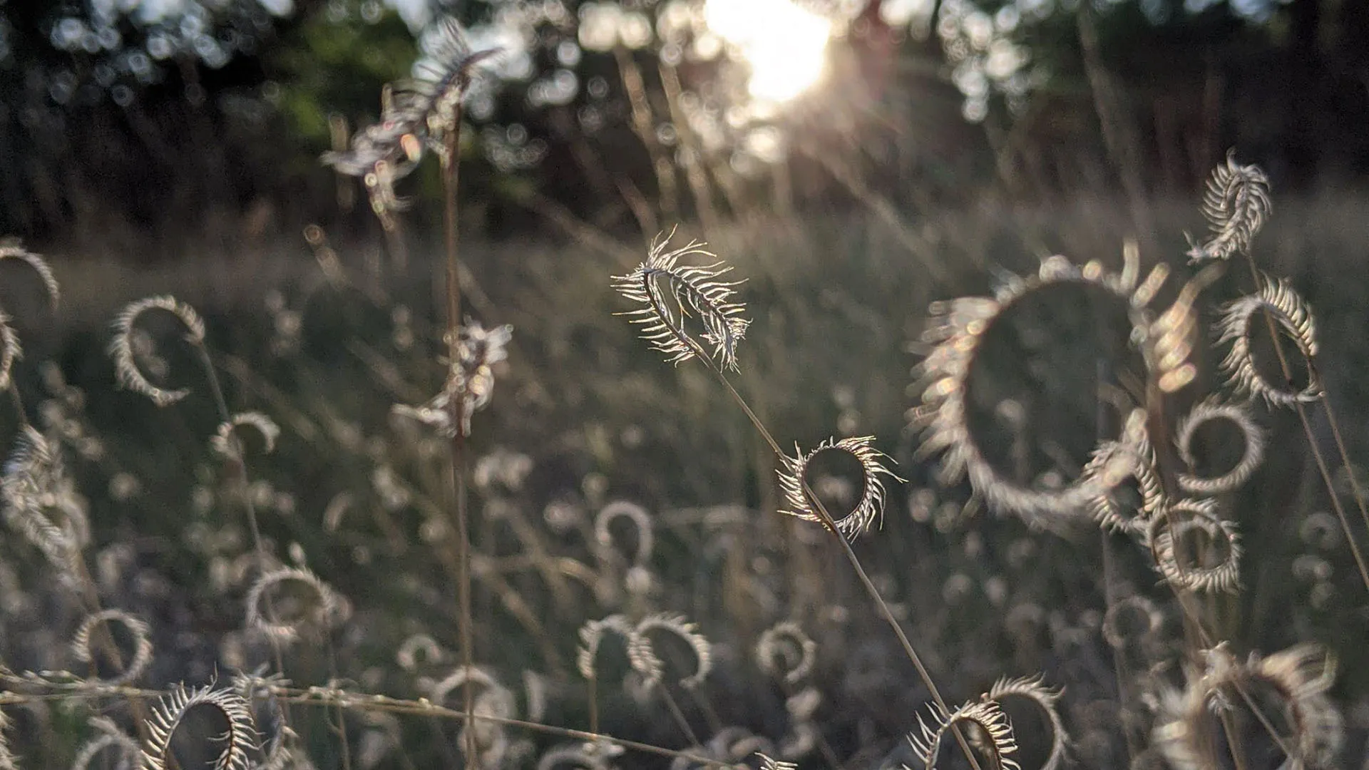 Native Grass Areas: Why Less Mowing Means Fewer Weeds