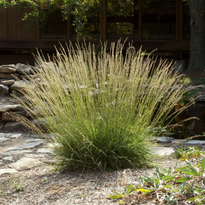 sideoats grama colorado native grasses