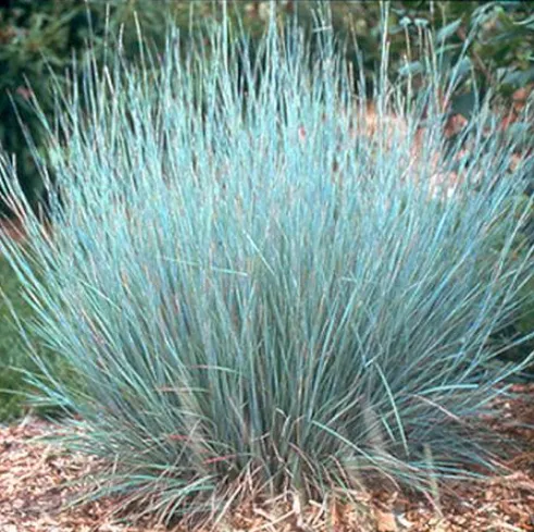 little bluestem colorado native grasses