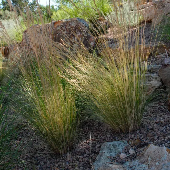 The Top 5 Native Grasses for a Beautiful, Water-Wise Colorado Landscape