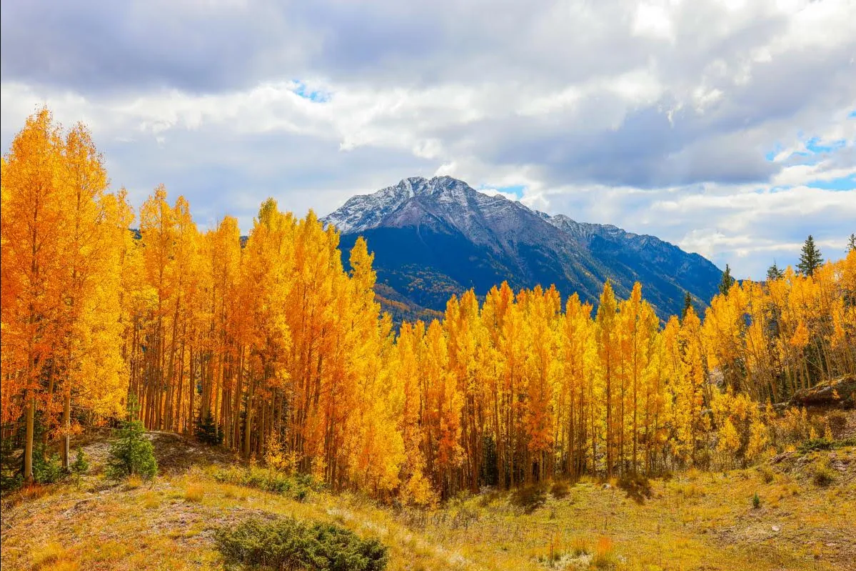 Preparing Your Landscape for Winter