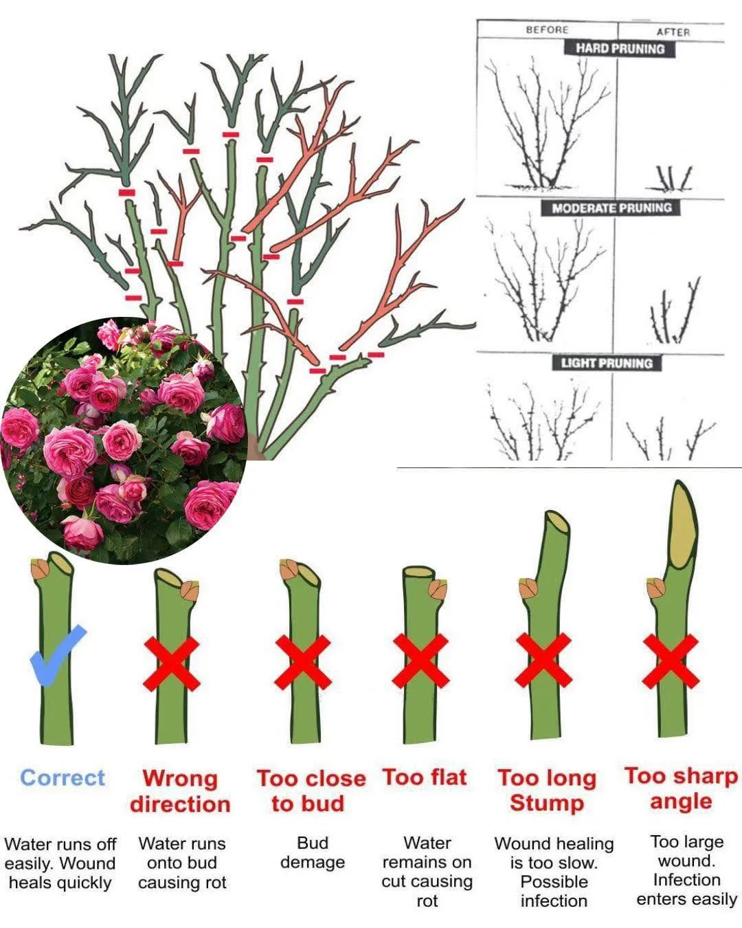 chart showing how to care for roses