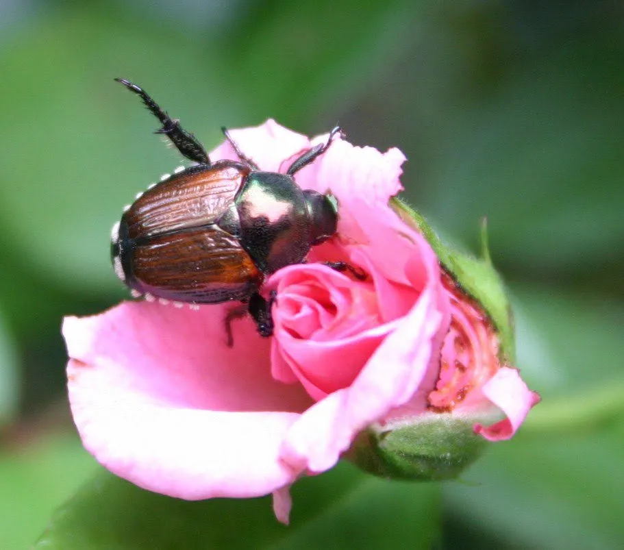 japanese beetle on a rose